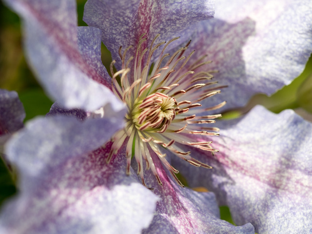 ���ڎώ���11