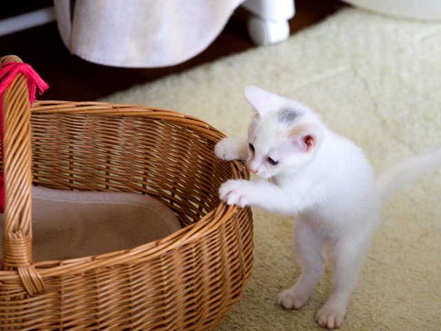 �ߥߤ����8