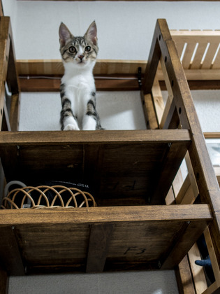 cats15