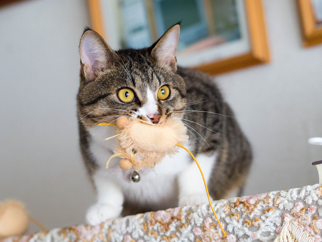 ���ͤ���2