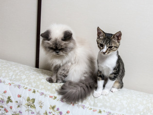 cats31