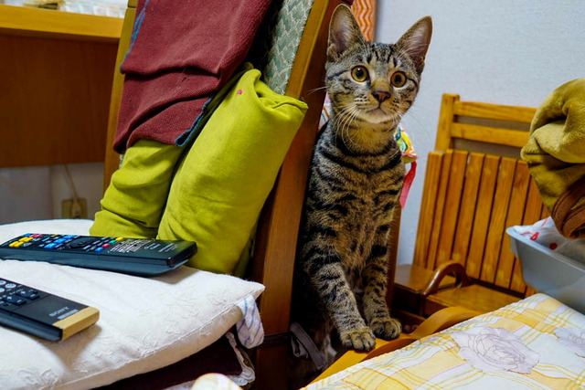 mitomosu8