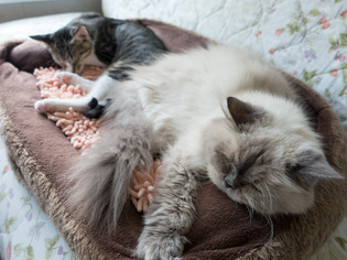 cats33