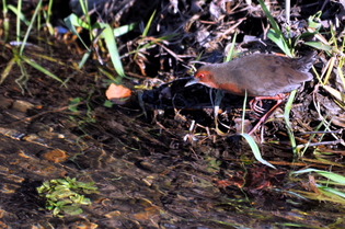 �ˎ�����3