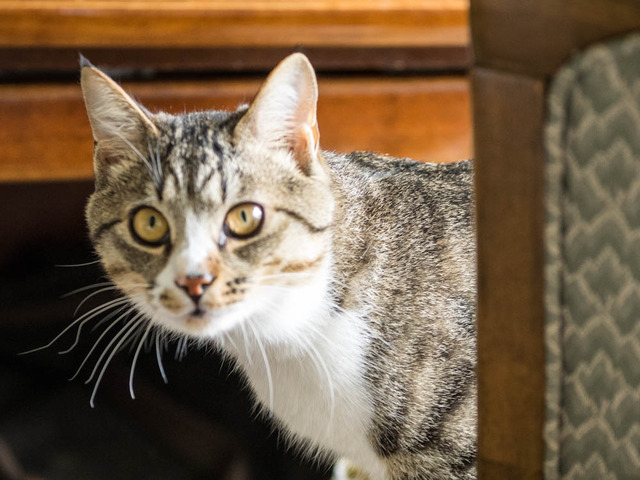 ���ͤ���10