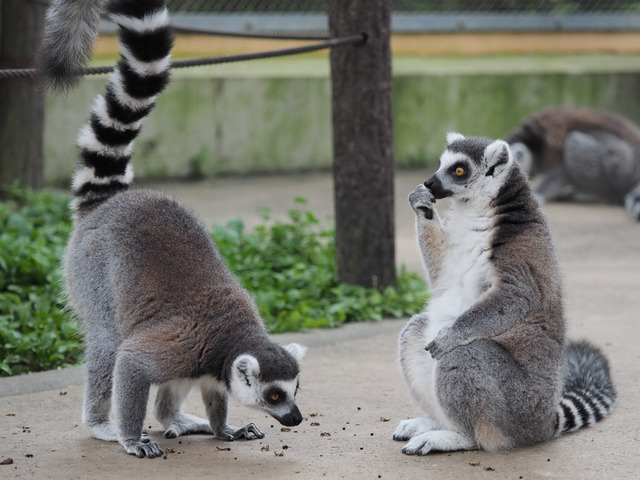 ���Ȏ��ގ�04