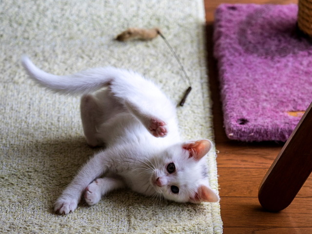 �ߥߤ����2