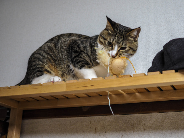 ���ͤ���3