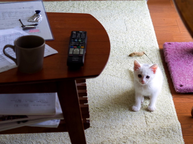 �ߥߤ����1