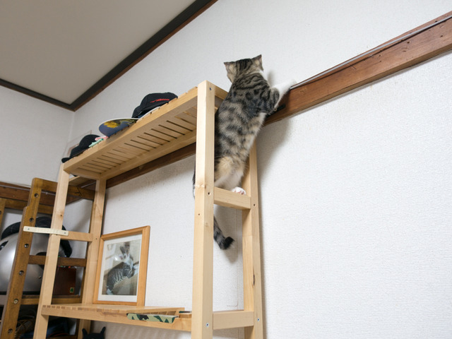 cats20