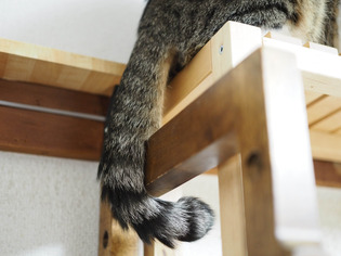 ���ͤ���5