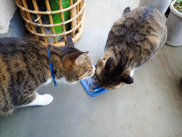 cats317