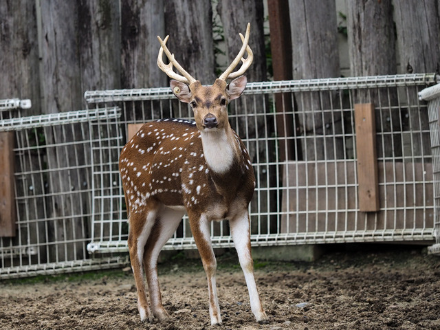 �����������ގ�