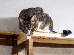 ���ͤ���4