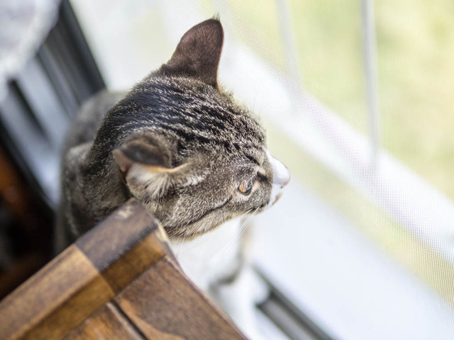 ���ͤ���11