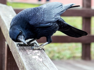 �ʎ��Ύގ����ގ׎�2