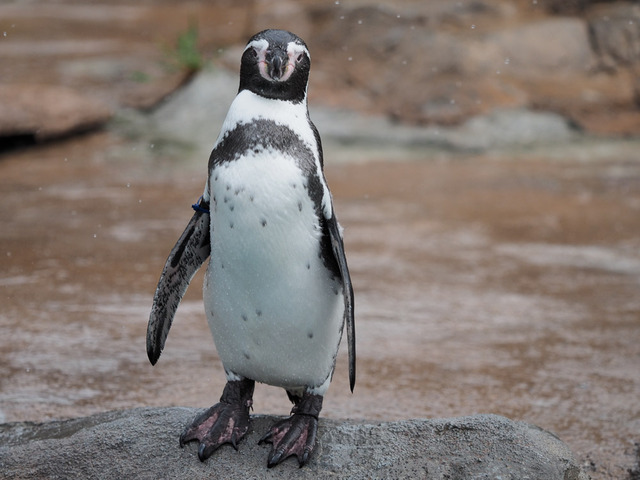 �̎ݎΎގَĎ͎ߎݎ��ގ�01