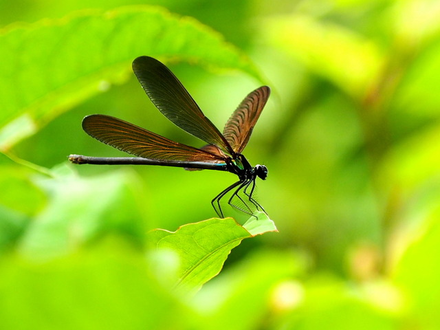 �ʎ��ގێĎݎΎ�3