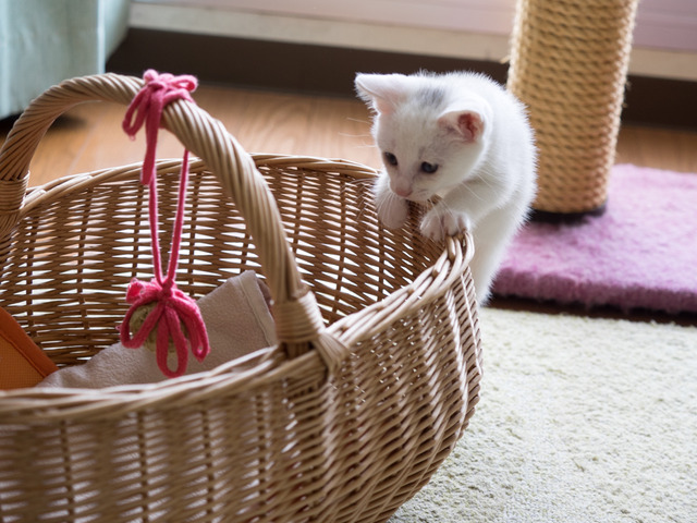 �ߥߤ����9