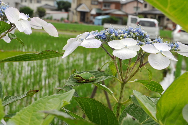日本雨蛙66