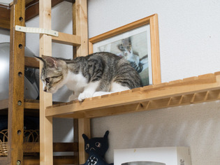 cats12