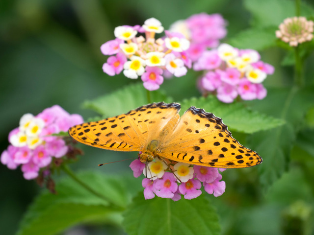 �ώ��ގێˎ����ӎ�7