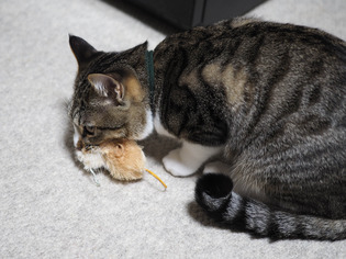 ���ͤ���7