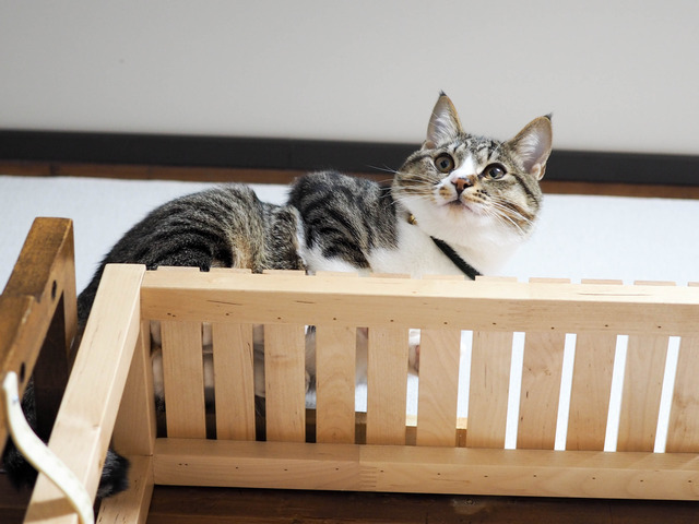 ���ͤ���13