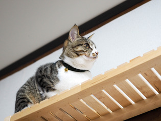 ���ͤ���10