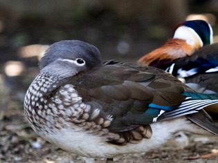 �����Ďގ�2