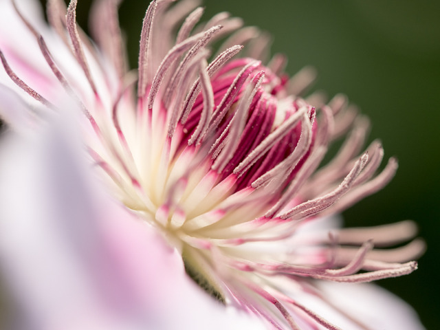 ���ڎώ���1