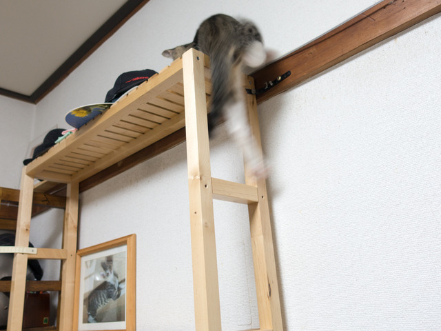 cats22
