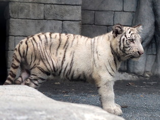 �Ύ܎��Ď������ގ�06