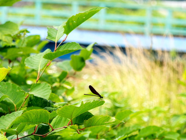 �ʎ��ގێĎݎΎ�