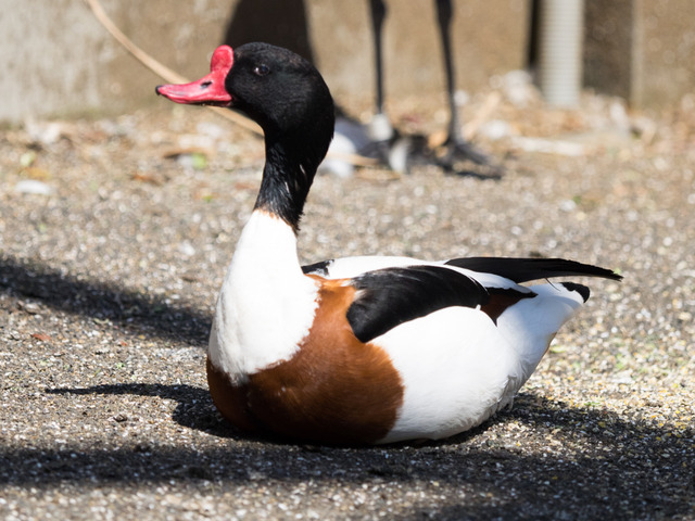 �������ގ�