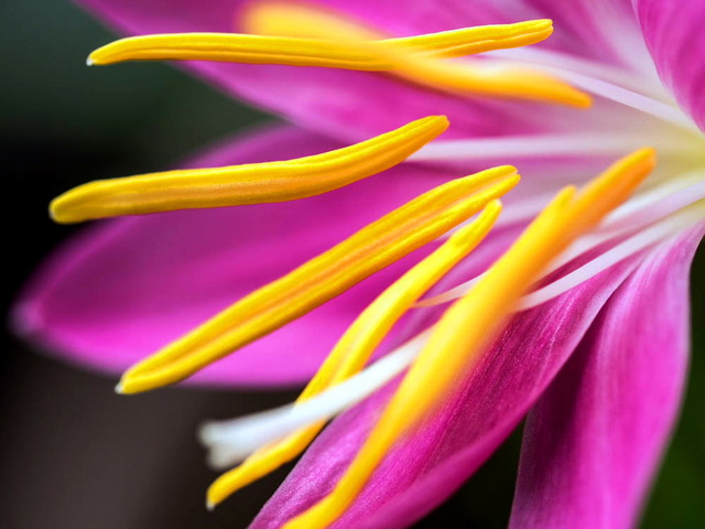 zephyranthes03