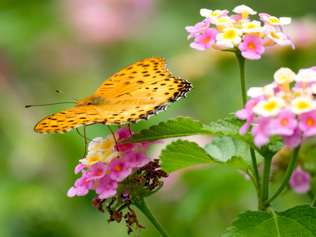 �ώ��ގێˎ����ӎ�6