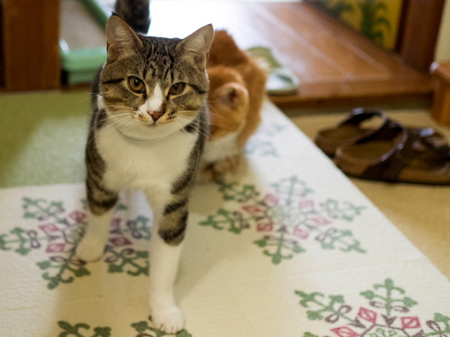 ���ͤ�������ͤ���2