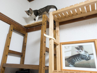 cats10
