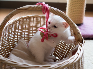 �ߥߤ����14