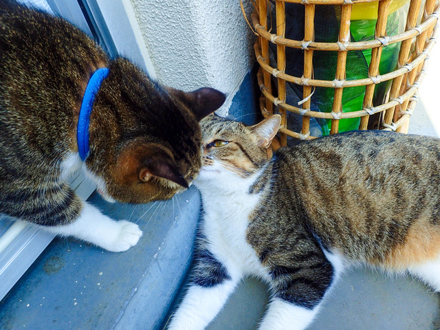 cats315
