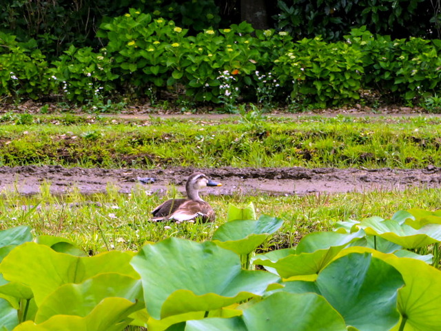 ���َ��ގ�1