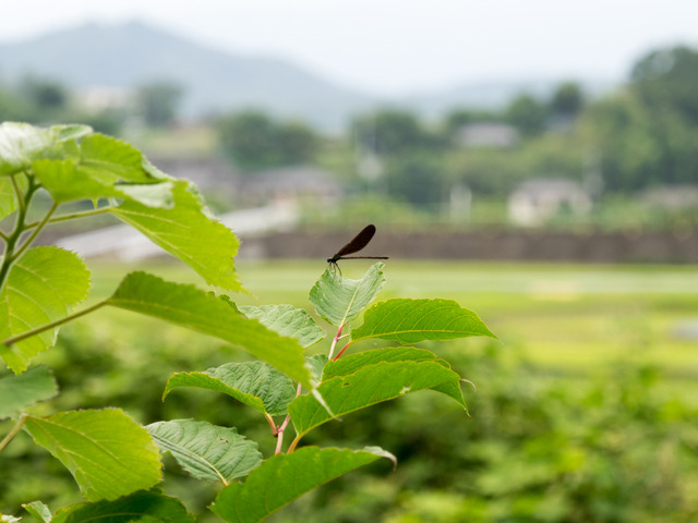 �ʎ��ގێĎݎΎ�1