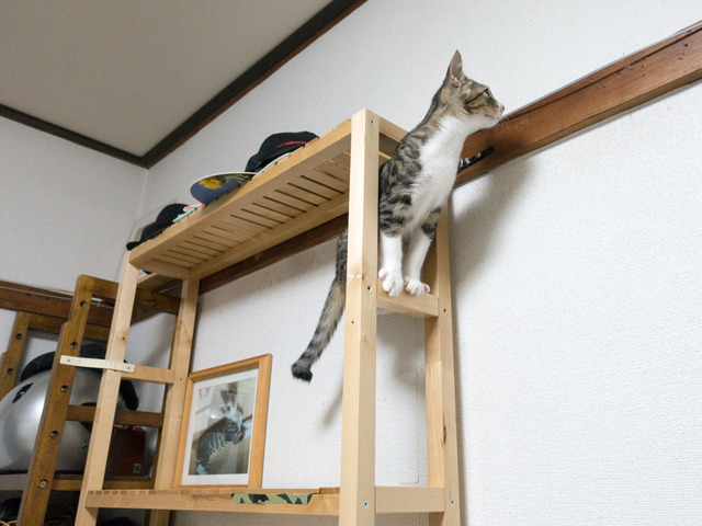cats19