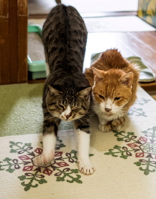 ���ͤ�������ͤ���1