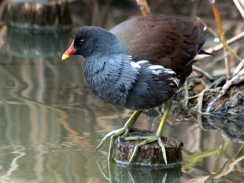 朝も昼も バン 幸せの鳥を探して 朝も昼も バン 幸せの鳥を探して