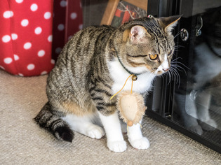 ���ͤ���6