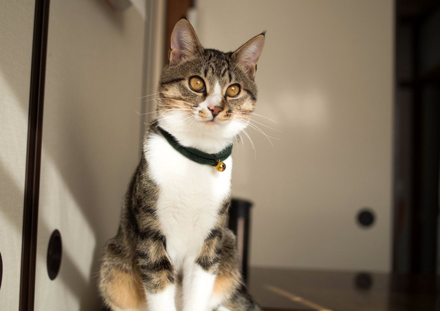 ���ͤ���1