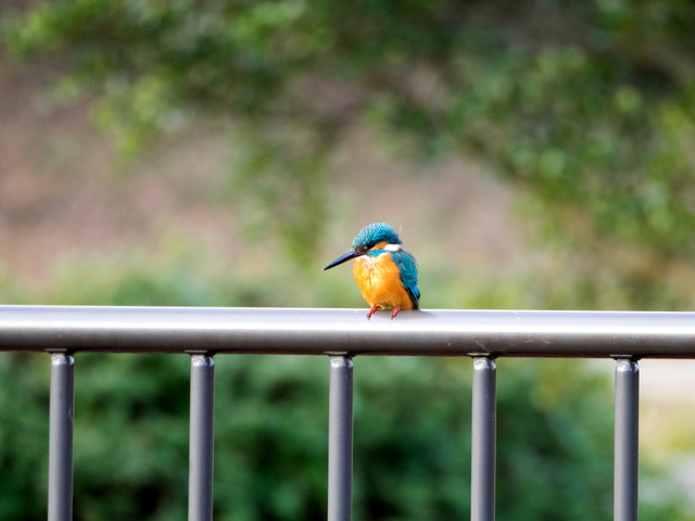 ���܎���29