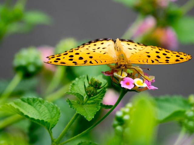 �ώ��ގێˎ����ӎ�5